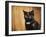 Jeweled Eyes Tortoiseshell Kitten-Jai Johnson-Framed Giclee Print