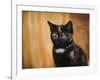 Jeweled Eyes Tortoiseshell Kitten-Jai Johnson-Framed Giclee Print