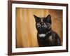 Jeweled Eyes Tortoiseshell Kitten-Jai Johnson-Framed Giclee Print