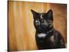 Jeweled Eyes Tortoiseshell Kitten-Jai Johnson-Stretched Canvas