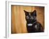 Jeweled Eyes Tortoiseshell Kitten-Jai Johnson-Framed Giclee Print