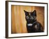 Jeweled Eyes Tortoiseshell Kitten-Jai Johnson-Framed Giclee Print