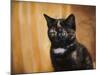 Jeweled Eyes Tortoiseshell Kitten-Jai Johnson-Mounted Giclee Print