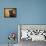 Jeweled Eyes Tortoiseshell Kitten-Jai Johnson-Framed Stretched Canvas displayed on a wall