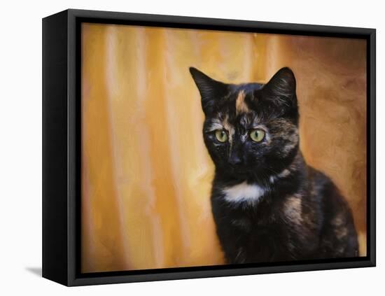 Jeweled Eyes Tortoiseshell Kitten-Jai Johnson-Framed Stretched Canvas