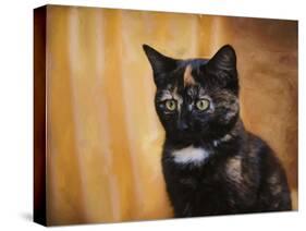 Jeweled Eyes Tortoiseshell Kitten-Jai Johnson-Stretched Canvas