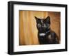 Jeweled Eyes Tortoiseshell Kitten-Jai Johnson-Framed Giclee Print