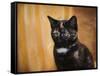 Jeweled Eyes Tortoiseshell Kitten-Jai Johnson-Framed Stretched Canvas