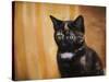 Jeweled Eyes Tortoiseshell Kitten-Jai Johnson-Stretched Canvas