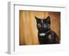 Jeweled Eyes Tortoiseshell Kitten-Jai Johnson-Framed Premium Giclee Print