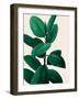 Jeweled Ficus I-Grace Popp-Framed Art Print