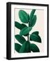 Jeweled Ficus I-Grace Popp-Framed Art Print