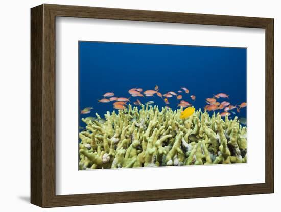 Jewels-Flag Perches in the Reef, Pseudanthias Squamipinnis, Russell Islands, the Solomon Islands-Reinhard Dirscherl-Framed Photographic Print