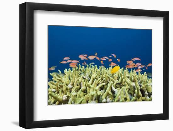 Jewels-Flag Perches in the Reef, Pseudanthias Squamipinnis, Russell Islands, the Solomon Islands-Reinhard Dirscherl-Framed Photographic Print