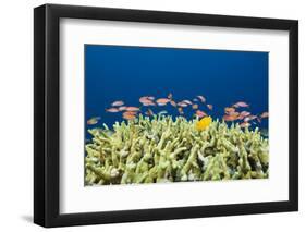 Jewels-Flag Perches in the Reef, Pseudanthias Squamipinnis, Russell Islands, the Solomon Islands-Reinhard Dirscherl-Framed Photographic Print