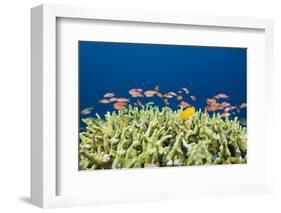 Jewels-Flag Perches in the Reef, Pseudanthias Squamipinnis, Russell Islands, the Solomon Islands-Reinhard Dirscherl-Framed Photographic Print