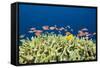 Jewels-Flag Perches in the Reef, Pseudanthias Squamipinnis, Russell Islands, the Solomon Islands-Reinhard Dirscherl-Framed Stretched Canvas