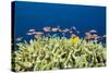 Jewels-Flag Perches in the Reef, Pseudanthias Squamipinnis, Russell Islands, the Solomon Islands-Reinhard Dirscherl-Stretched Canvas
