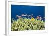 Jewels-Flag Perches in the Reef, Pseudanthias Squamipinnis, Russell Islands, the Solomon Islands-Reinhard Dirscherl-Framed Photographic Print