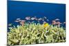 Jewels-Flag Perches in the Reef, Pseudanthias Squamipinnis, Russell Islands, the Solomon Islands-Reinhard Dirscherl-Mounted Photographic Print