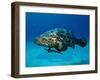 Jewfish with Sharksucker Under It-Mike Mesgleski-Framed Photographic Print