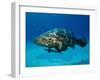 Jewfish with Sharksucker Under It-Mike Mesgleski-Framed Photographic Print