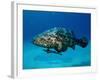 Jewfish with Sharksucker Under It-Mike Mesgleski-Framed Photographic Print