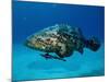 Jewfish with Sharksucker Under It-Mike Mesgleski-Mounted Photographic Print