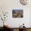 Jewish Tombs in the Mount of Olives Cemetery, with the Old City Beyond, Jerusalem, Israel-Eitan Simanor-Photographic Print displayed on a wall