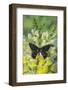 Jezebels Butterfly, Delias Species in the Pieridae Family-Darrell Gulin-Framed Photographic Print