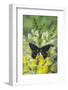 Jezebels Butterfly, Delias Species in the Pieridae Family-Darrell Gulin-Framed Photographic Print