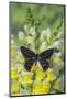 Jezebels Butterfly, Delias Species in the Pieridae Family-Darrell Gulin-Mounted Photographic Print