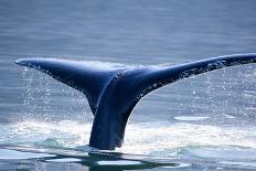 Humpback Whale Tail-JHVEPhoto-Photographic Print