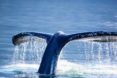 Humpback Whale Tail-JHVEPhoto-Photographic Print