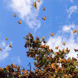 Monarch Butterflies on Tree Branch in Blue Sky Background in Michoacan, Mexico-JHVEPhoto-Photographic Print
