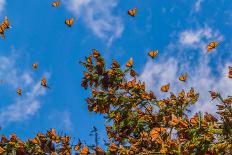 Monarch Butterflies on Tree Branch in Blue Sky Background, Michoacan, Mexico-JHVEPhoto-Laminated Photographic Print