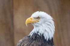 Portrait of a Bald Eagle-JHVEPhoto-Photographic Print