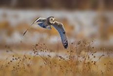 Short Eared Owl-Jian Xu-Stretched Canvas