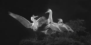 A Dancing Welcome for Mom-Jianping Yang-Photographic Print