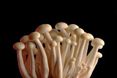 Mushrooms Isolate on Black Background-Jie Xu-Stretched Canvas