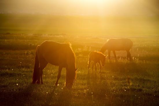 Premium Photographic Print, , large