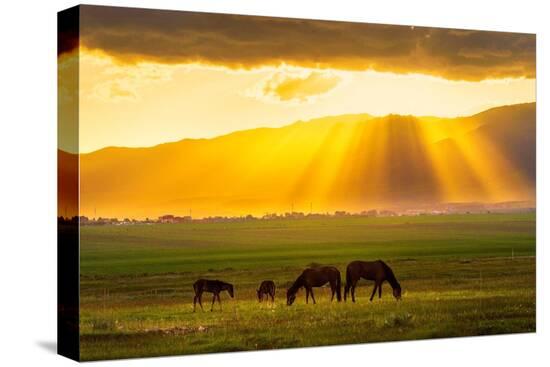 Stretched Canvas Print, , large