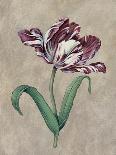 Parrot Tulip I-Jill Deveraux-Art Print