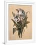 Gramercy White