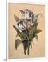 Gramercy White