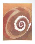 Striated Shell-Jill O'Connell-Limited Edition