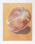 Striated Shell-Jill O'Connell-Framed Limited Edition