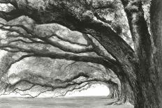 Oak Alley-Jill Tishman-Giclee Print