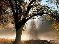 Sunrays Through the Fog-Jim Becia-Photographic Print