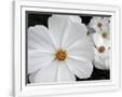 Gramercy White